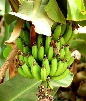 Image Credit: Enzik
Rights: Creative Commons Share Alike Unported 3.0
Source: http://commons.wikimedia.org/wiki/File:Bananas_-_Morocco.jpg Contact-image